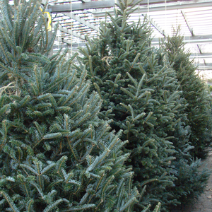 Real Fraser Fir Pot Grown Christmas Trees