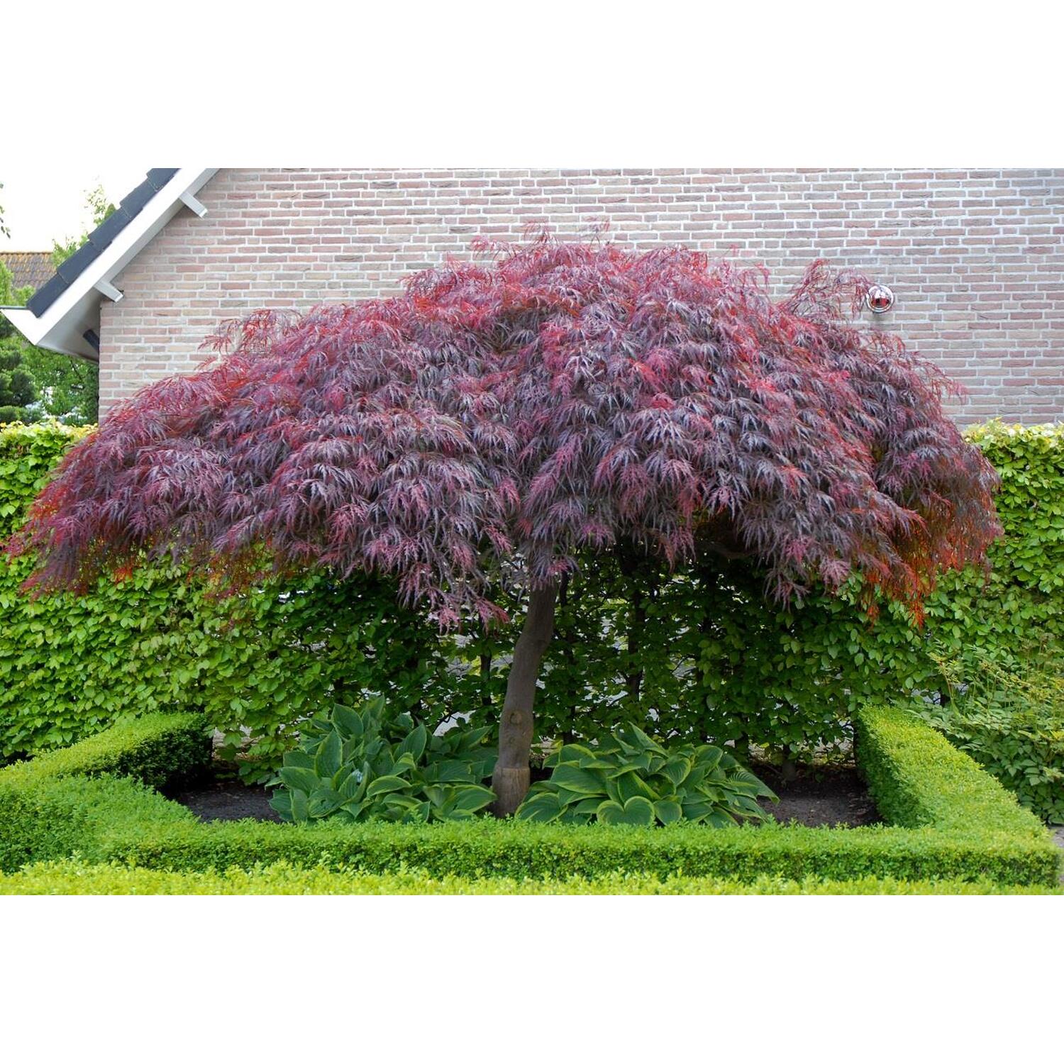 Acer palmatum Dissectum Garnet - Acero giapponese Acer palmatum Dissectum Garnet - Acero giapponese