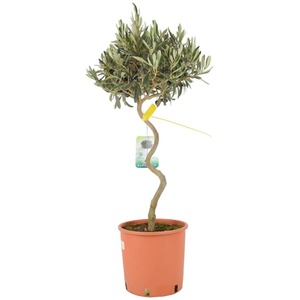 Spiral Olive Tree 80-90cm Mediterranean Patio Plant