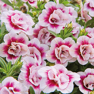 Calibrachoa Double Pinktastic Long-Lasting Pink Blooms for Baskets and Pots