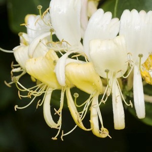 Lonicera Periclymenum Heaven Scent White Flowering Vine Plant