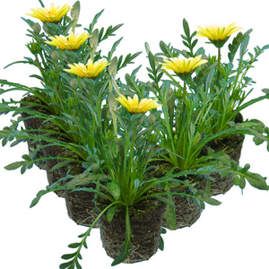 Gazania Kiss White Improved