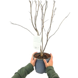 Magnolia Susan - Fragrant Deep Pink Spring Tree