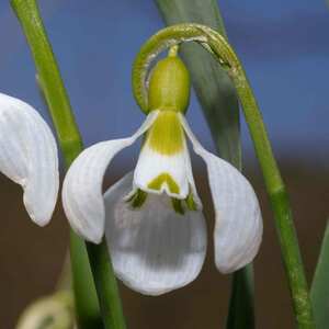 Snowdrop Bulbs - Galanthus elwesii, 10 Bulbs