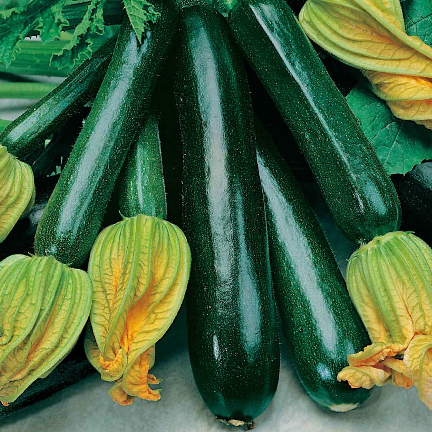 Unwins Organic Courgette Seeds 'Black Beauty' - Green