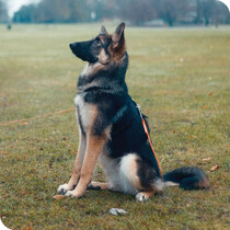 Dog Training