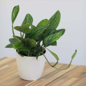 Plant Theory Devils Ivy Scindapsus 12cm Pot