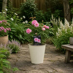Plants By Post 3L Mum In A Million Pink Rose Bush A