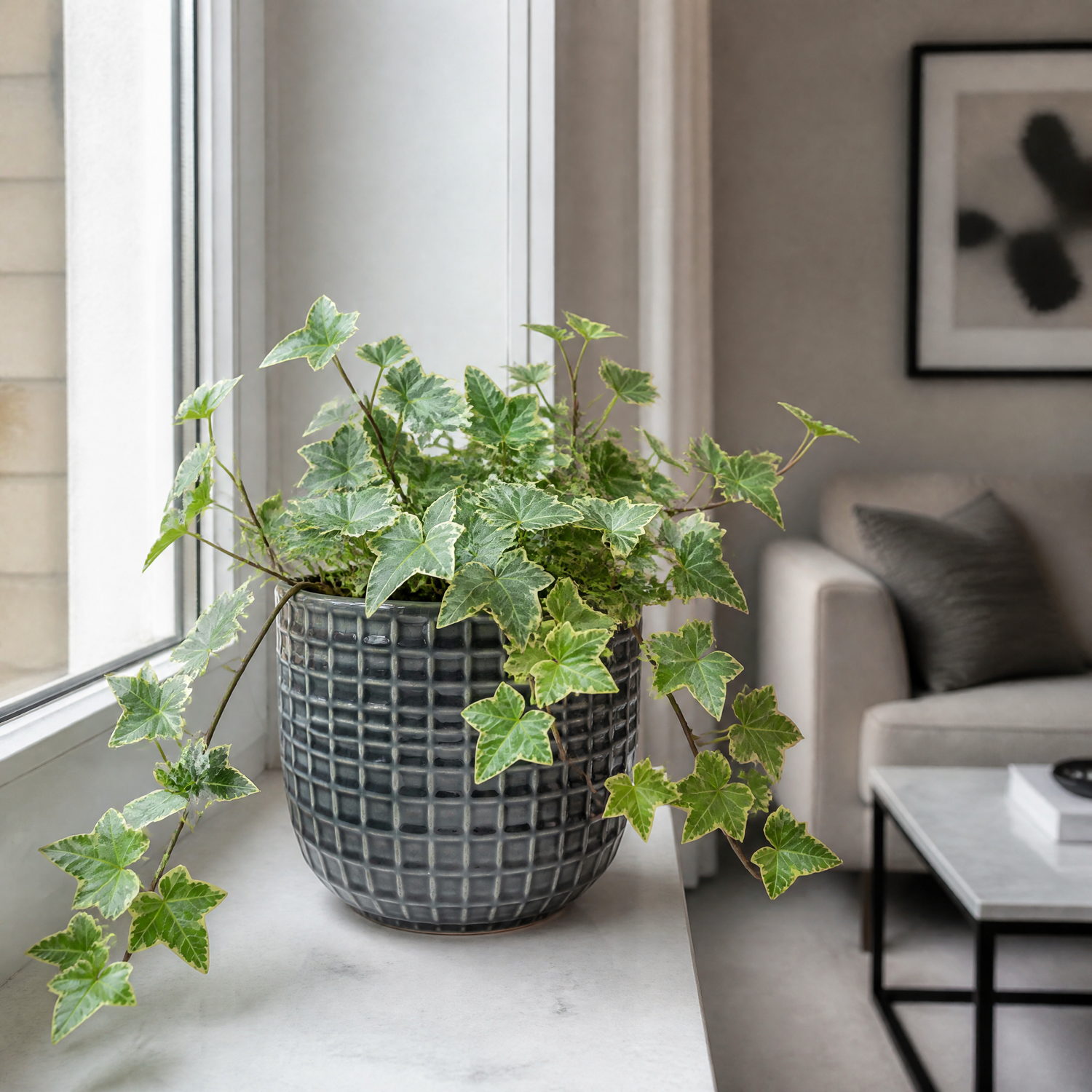 Plants By Post Hedera Variegated Ivy B - Grey Ceramic
