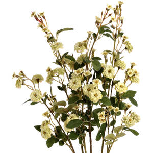 Floral Delight Wild Meadow Rose