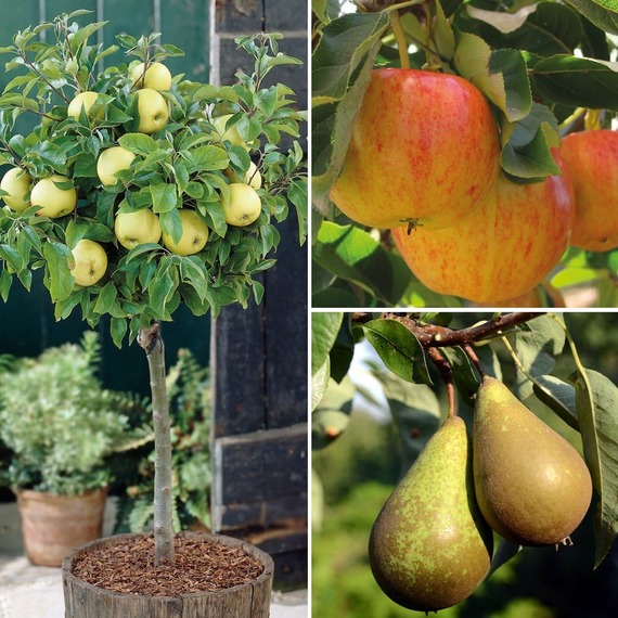 Patio Fruit Tree Collection - 4 Plants