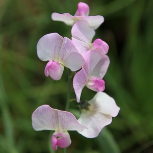 Lathyrus Latifolius Rosa Perle White Flowering Climbing Plant