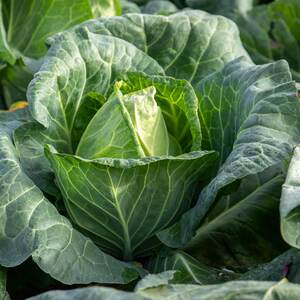 Marshalls Garden Cabbage Seeds Duncan F1 - Fast-growing, Compact Pointed Heads, 80 Seeds