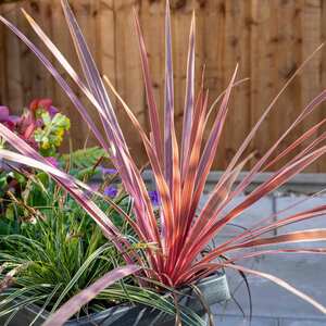Marshalls Garden Cordyline 'Charlie Boy' - Variegated Pink & Burgundy, Hardy Evergreen 9cm Plant