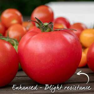Marshalls Garden Honeymoon F1 Tomato Seeds - 6 Pack