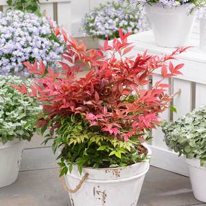 Marshalls Garden Nandina domestica 'Obsessed'