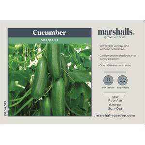 Sherpa F1 Cucumber Seeds - Parthenocarpic Self-Fertile, Powdery Mildew Resistant, 6 Seeds