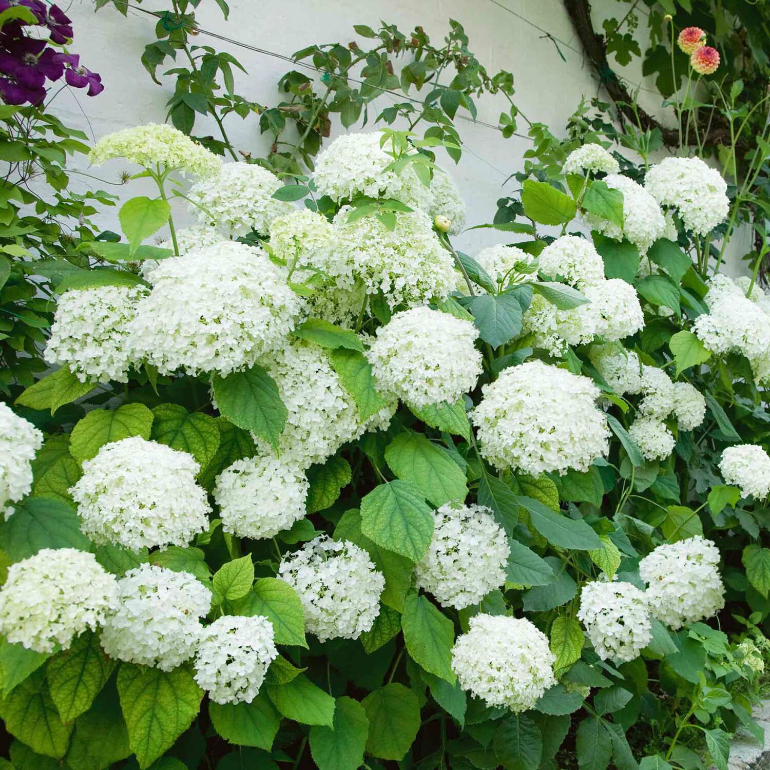 Marshalls Garden Hydrangea 'Annabelle' - White / 3.0