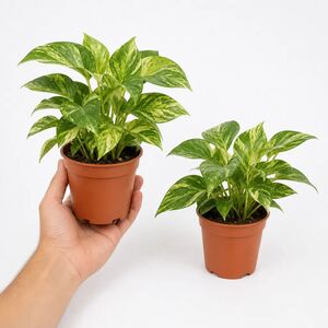 Plants By Post Epipremnum Marble Queen Pothos C