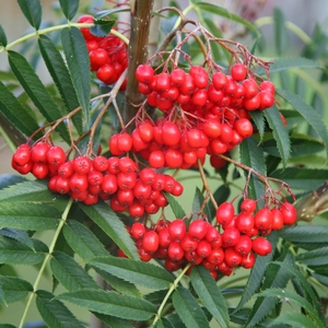 Plant Theory Olympic Flame Rowan Tree Sorbus Ulleungensis 12L Pot 1.5 - 1.8m