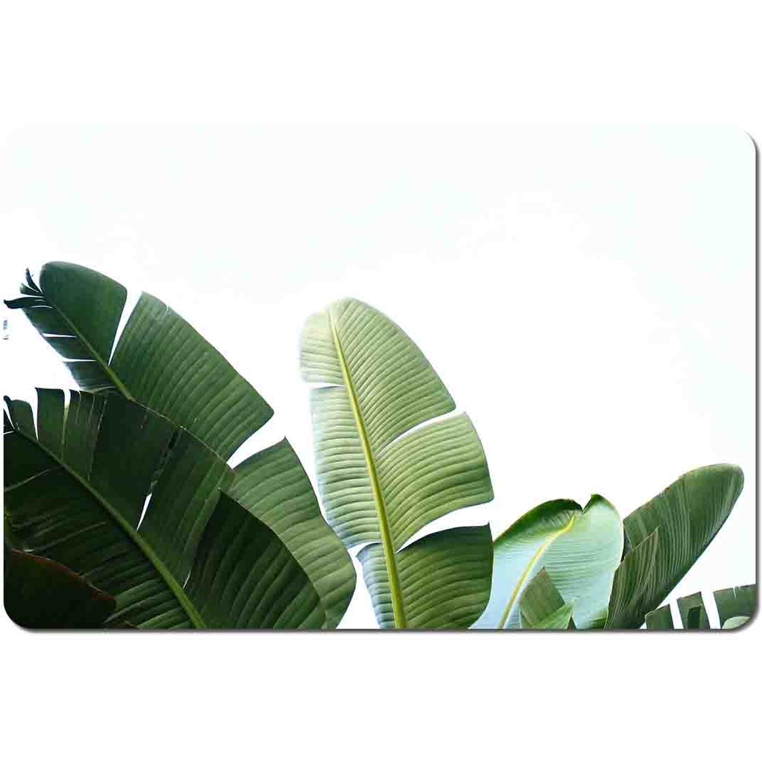 Image of Banana Leaves Placemat Set - Green