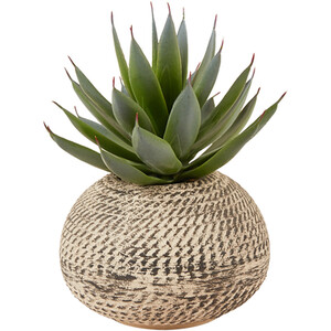 Aloe in Textured Pot