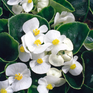 Begonia Semperflorens White x12 Bedding Plants Summer Flowers
