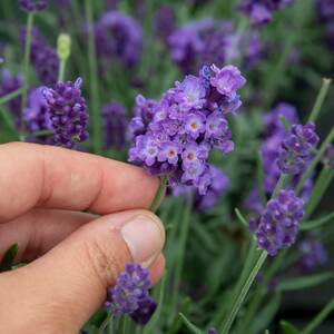 Marshalls Garden Lavender 'Hidcote' - Compact Fragrant Perennial for Borders