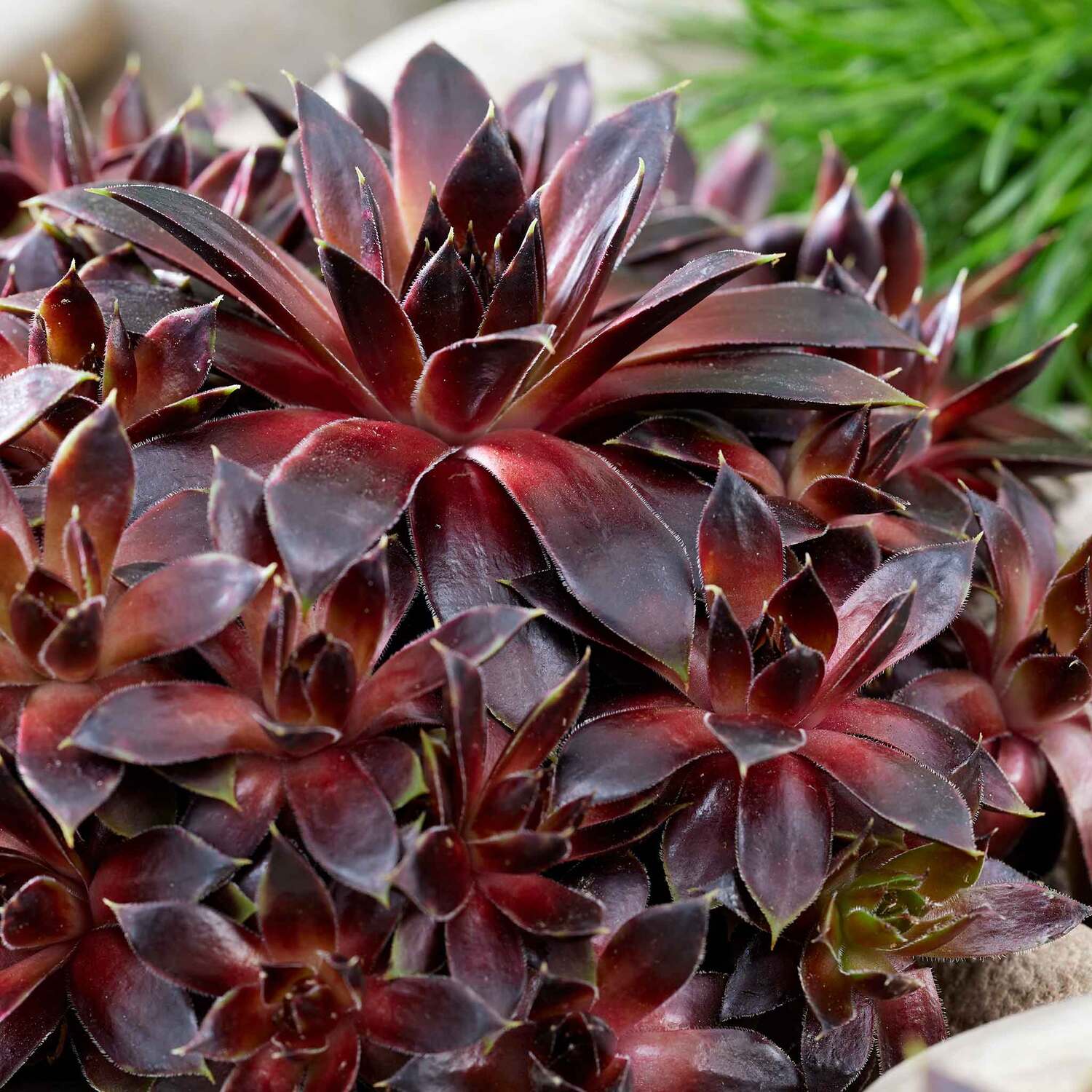 Marshalls Garden Sempervivum 'Coconut Crystal' - Hardy Evergreen Succulent for Sunny Pots 9cm Plants - Green / 1