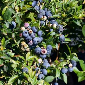 Marshalls Garden Blueberry 'Brigitta Blue'