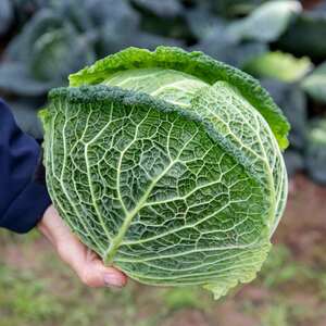 Marshalls Garden Savoy Cabbage 'Tourmaline' Seeds - 40 Pack, Cold-Tolerant, Disease-Resistant
