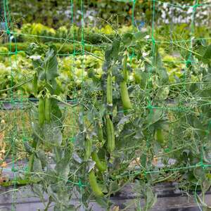 Marshalls Garden Pea Seeds 'Early Onward' - Heavy-cropping, quick-maturing