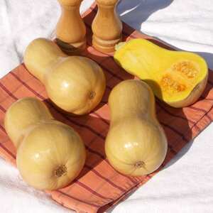 Marshalls Garden Hunter F1 Butternut Squash Seeds - Compact UK-bred Early Variety, 16 Seeds