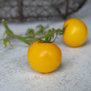 shot 13068044
