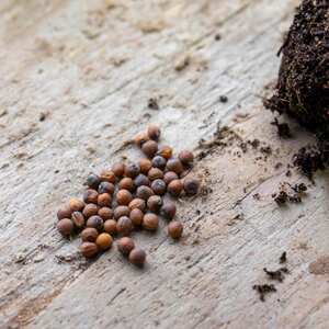 Marshalls Garden 'Jerome' F1 Cauliflower Seeds - RHS AGM, Early Spring Harvest