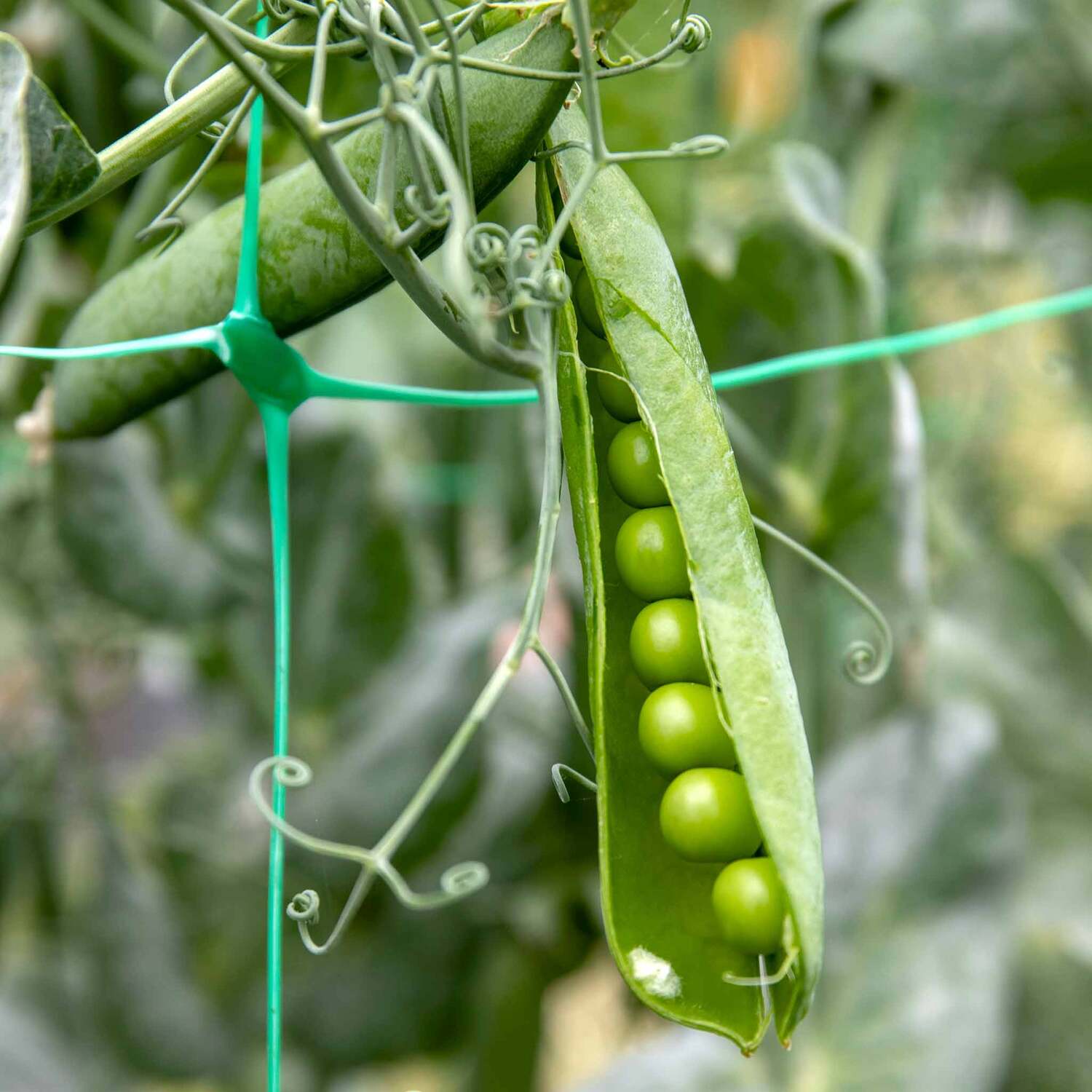 Marshalls Garden Tomato 'Cherry Falls' F1 Seeds - Trailing Red Cherry Tomatoes for Hanging Baskets - Red