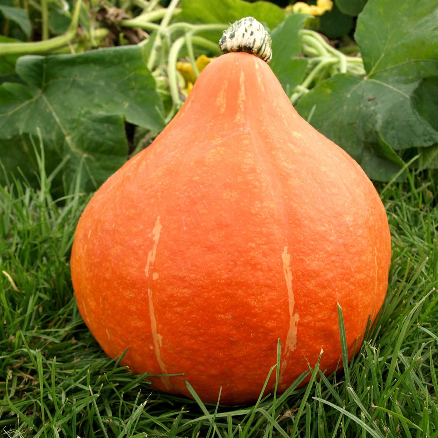 Marshalls Garden Charisma F1 Chantenay Carrot Seeds, 300 Seeds - Orange
