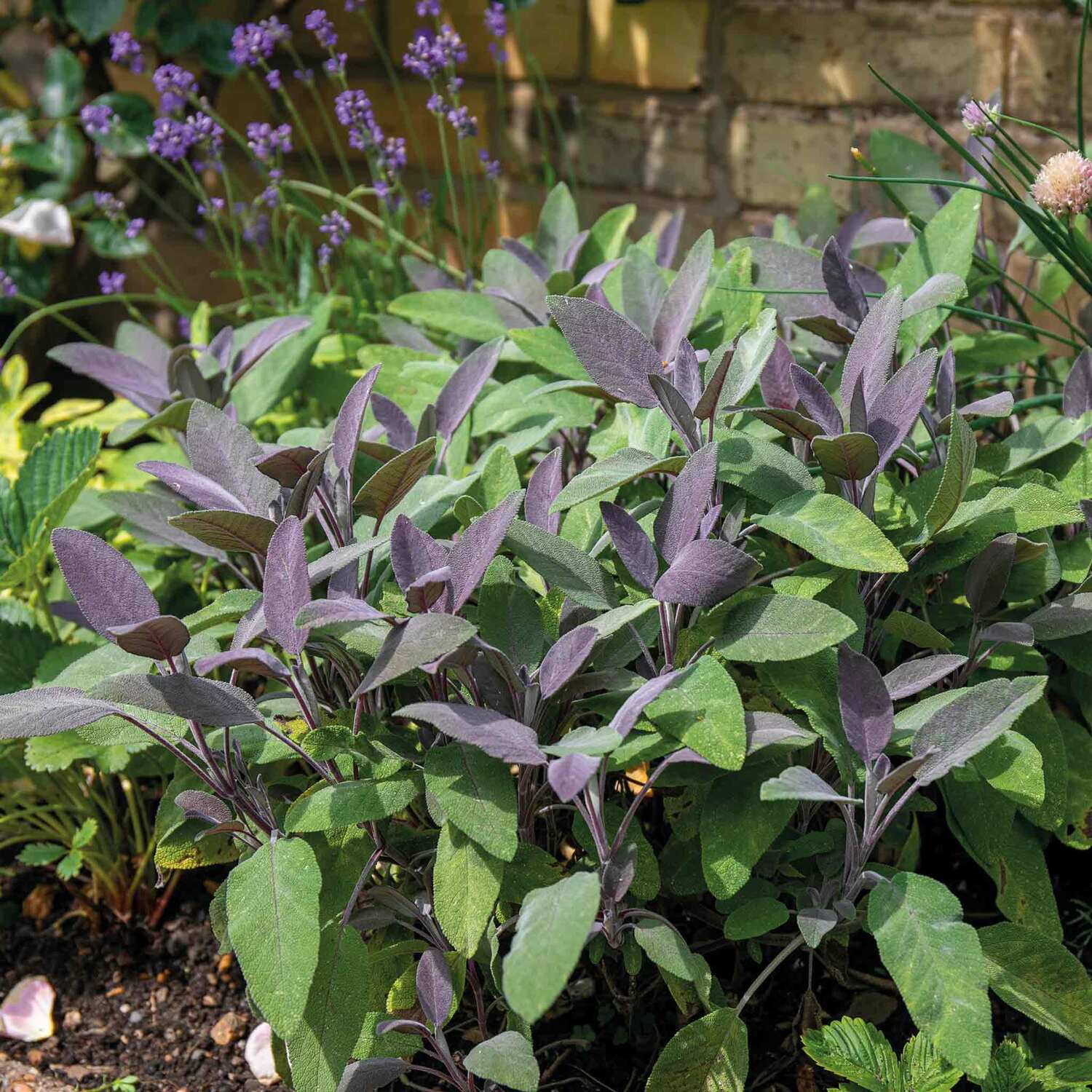 Marshalls Garden Sage 'Purple Salvia Officinalis Purpurascens' - Purple