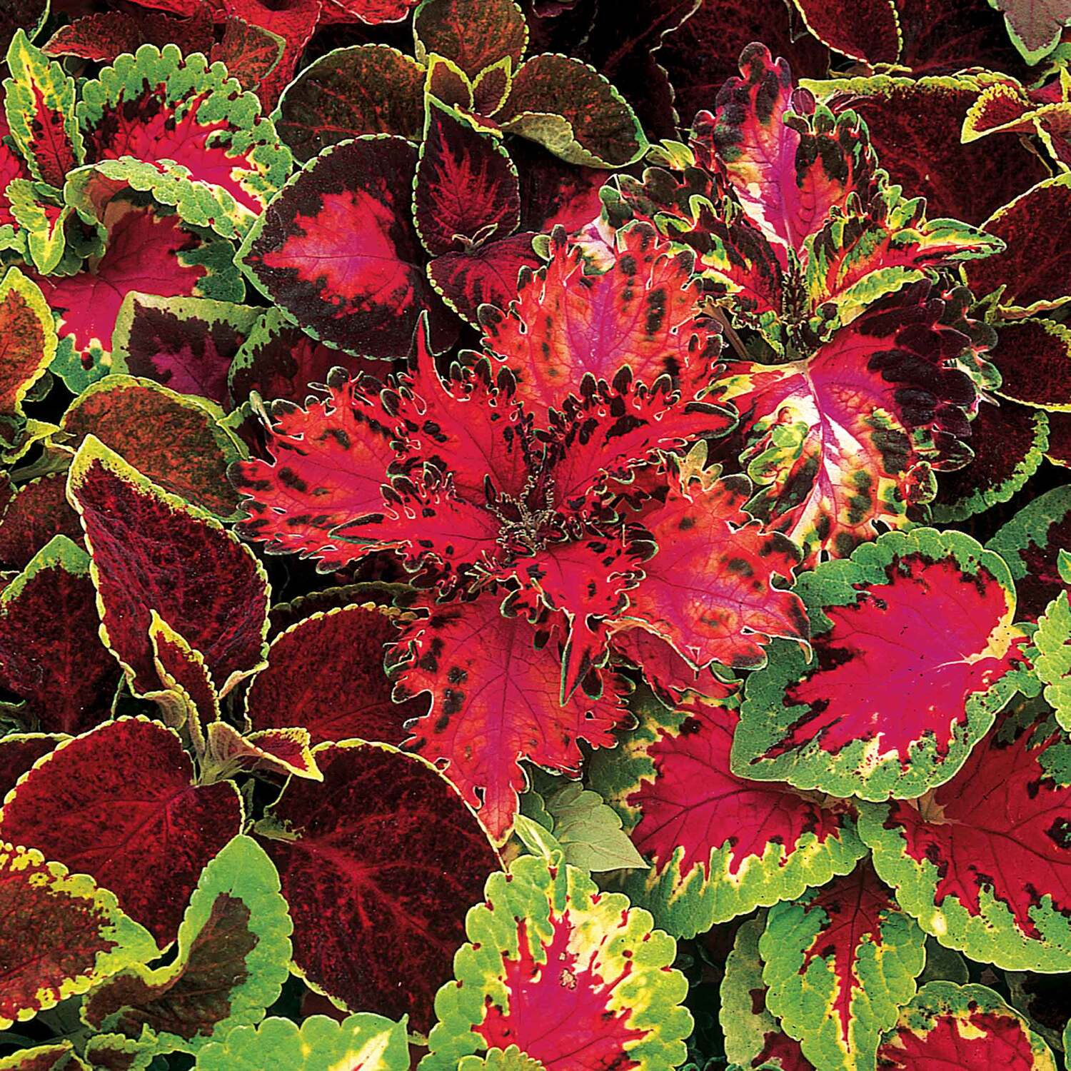 Unwins Coleus Seeds 'Warpaint' - Neutral