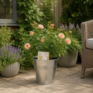 Plants By Post 5L Many Happy Returns Peach Rose Bush E