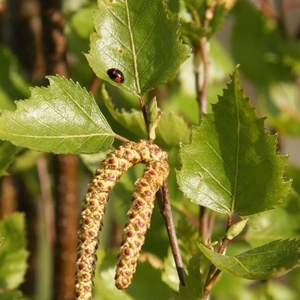Plant Theory Fastigiata Joes Silver Birch Tree Betula Pendula 12L Pot 2 - 2.2m