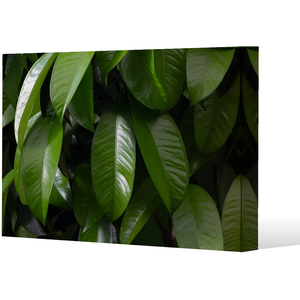Closeup of beautiful glossy green leaves Canvas Print