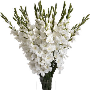 Gladioli Stems Height and Charm in Artificial Blooms
