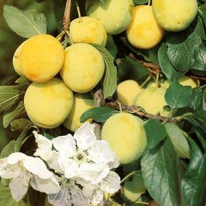 Prunus Oullins Golden Gage Plum Fruit Tree 5-6ft 7L Pot
