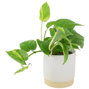 Golden Pothos Epipremnum Aureum 12cm - Air Purifying Climbing Vine