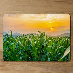 Green corn field in agricultural sunset Designer Placemat Set