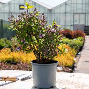 Marshalls Garden Deutzia 'Raspberry Sundae'