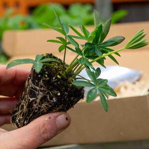 Marshalls Garden Lupin Legendary Mix 9cm Plant Hardy Perennial Pollinator Friendly 9cm Plants