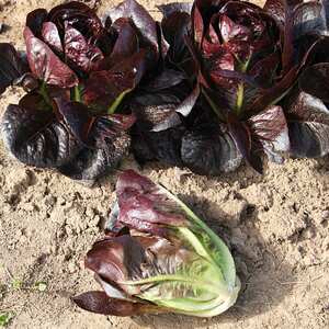 Marshalls Garden Lettuce Seeds - Moon Red Little Gem for Pots and Small Spaces
