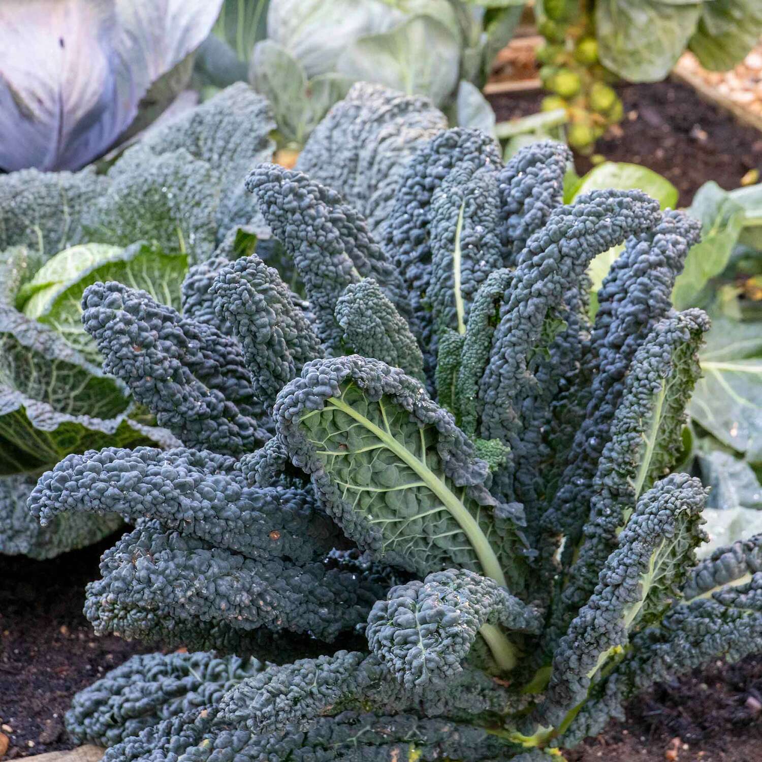 Marshalls Garden Leek Seeds 'Stromboli' Fast-growing H4-hardy, 40 seeds - Green